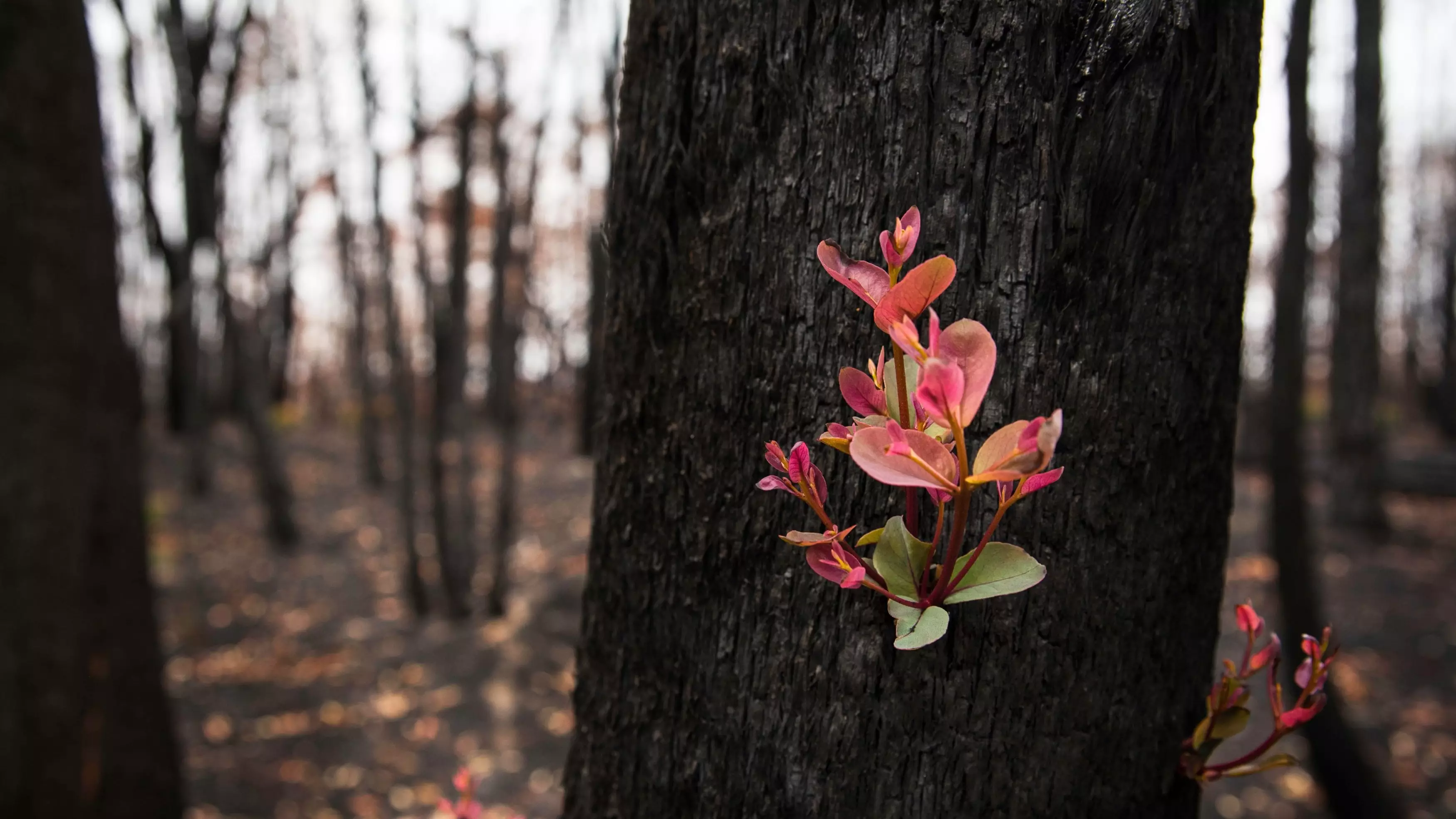 ​Australian Bush Sprouts New Life After Being Destroyed By Horrific Fires
