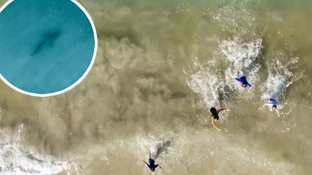 Moment Dad Spots Shark Behind Children As He Takes Photographs From Drone