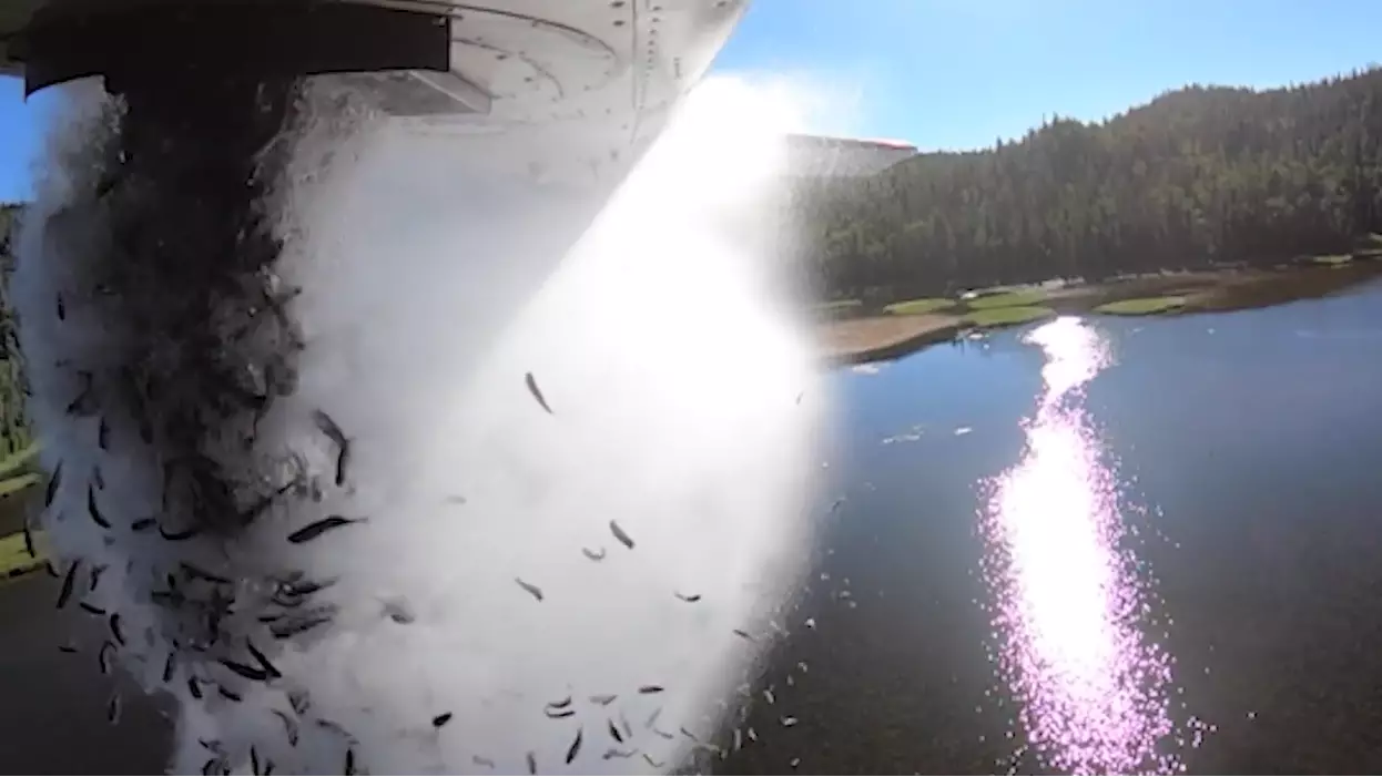 Incredible Video Shows Thousands Of Fish Dropped From Plane To Restock Lakes