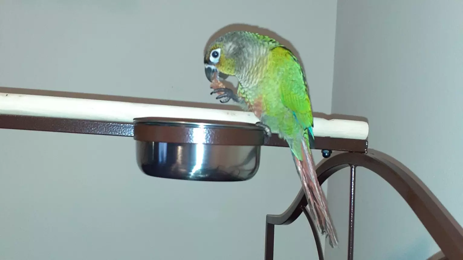 Parrot Hailed Hero For Squawking 'Fire' And Alerting Family To Blaze