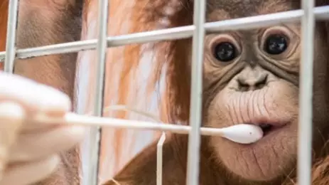 Orangutan's Paternity Test Proves Only Male In The Enclosure Isn't His Dad