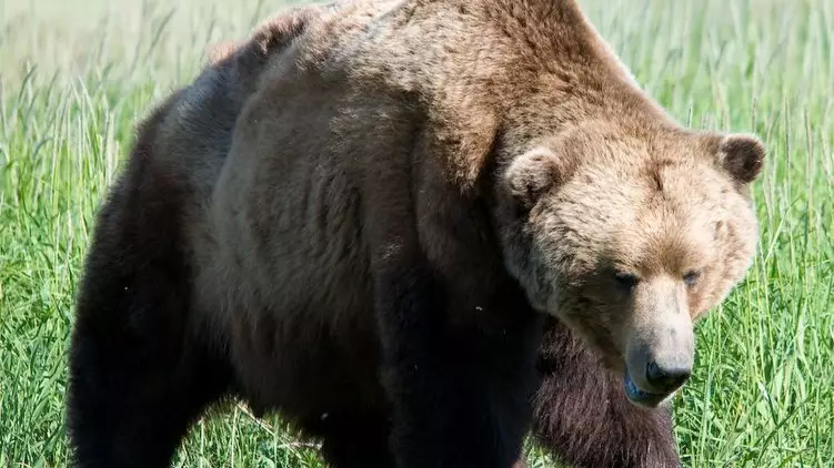 Bear Sentenced To Death For Mauling Father And His Son During Hike