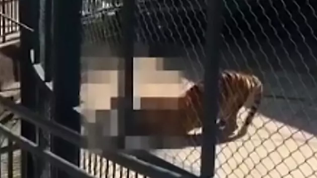 Zoo Keeper Mauled And Eaten Alive By Tiger He Raised