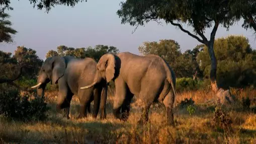 Botswana Could Lift Hunting Ban And Let People Shoot Elephants