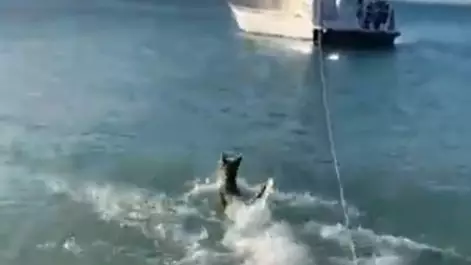 Brave Dog Jumps Into Sea To Chase Off Shark