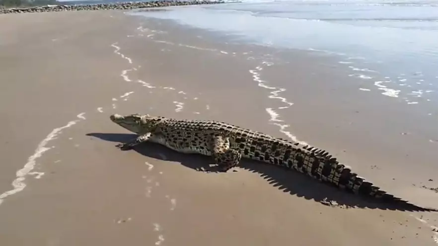 10ft Crocodile Crawls Out Of Sea Onto Popular Tourist Beach