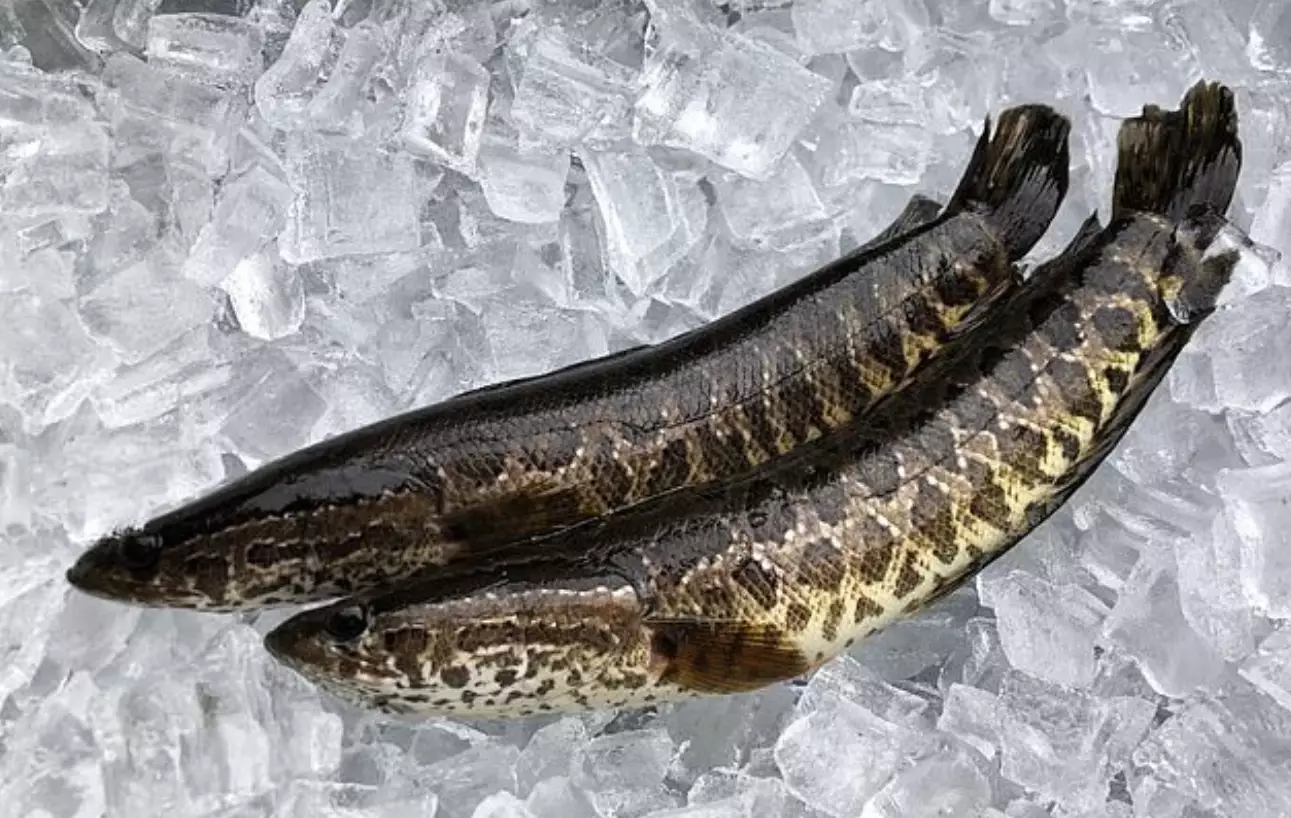 People are being told to kill and freeze the northern snakehead fish.