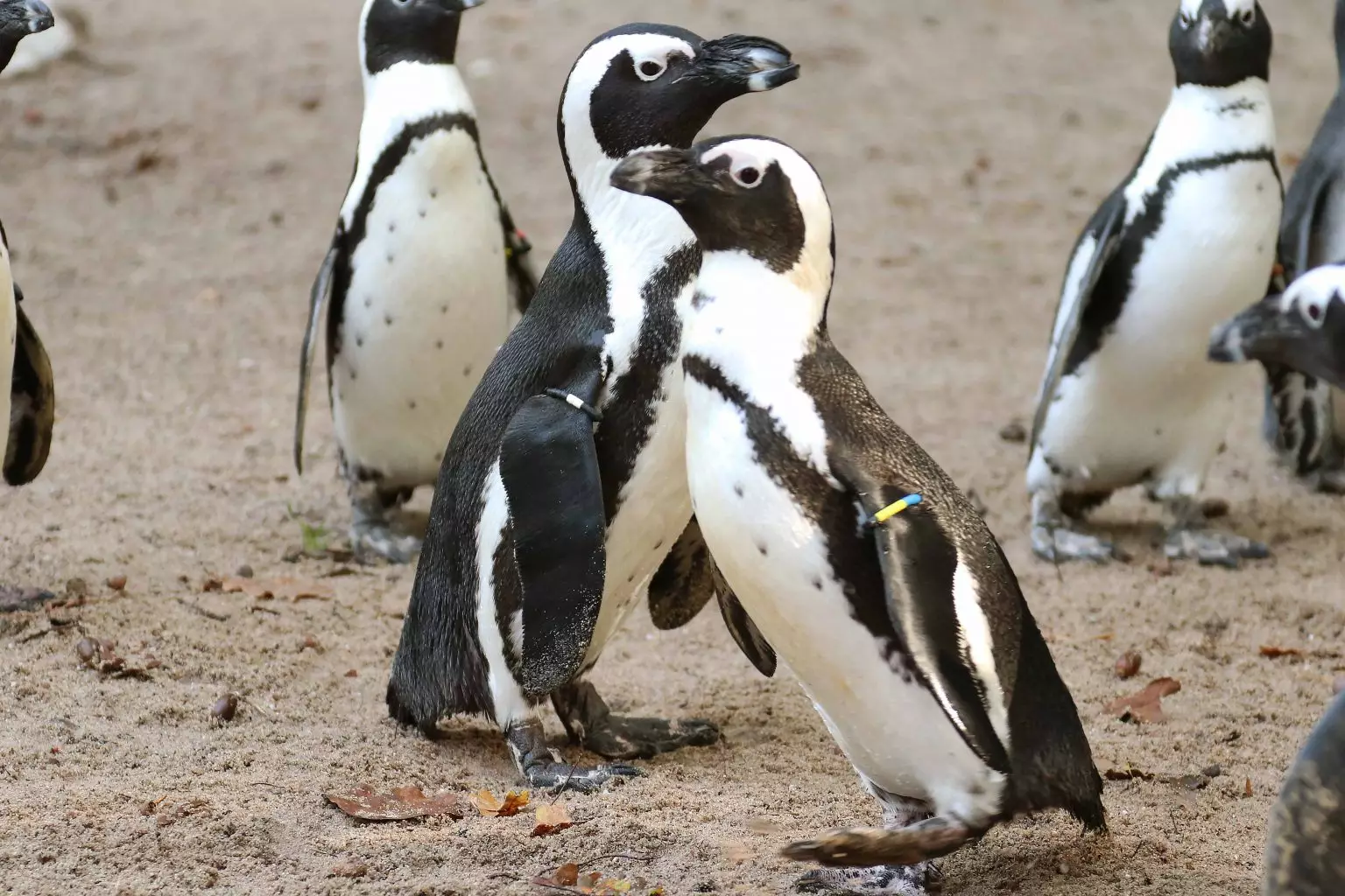 Gay Penguin Couple Steal Lesbian Penguins Eggs To Become Dads