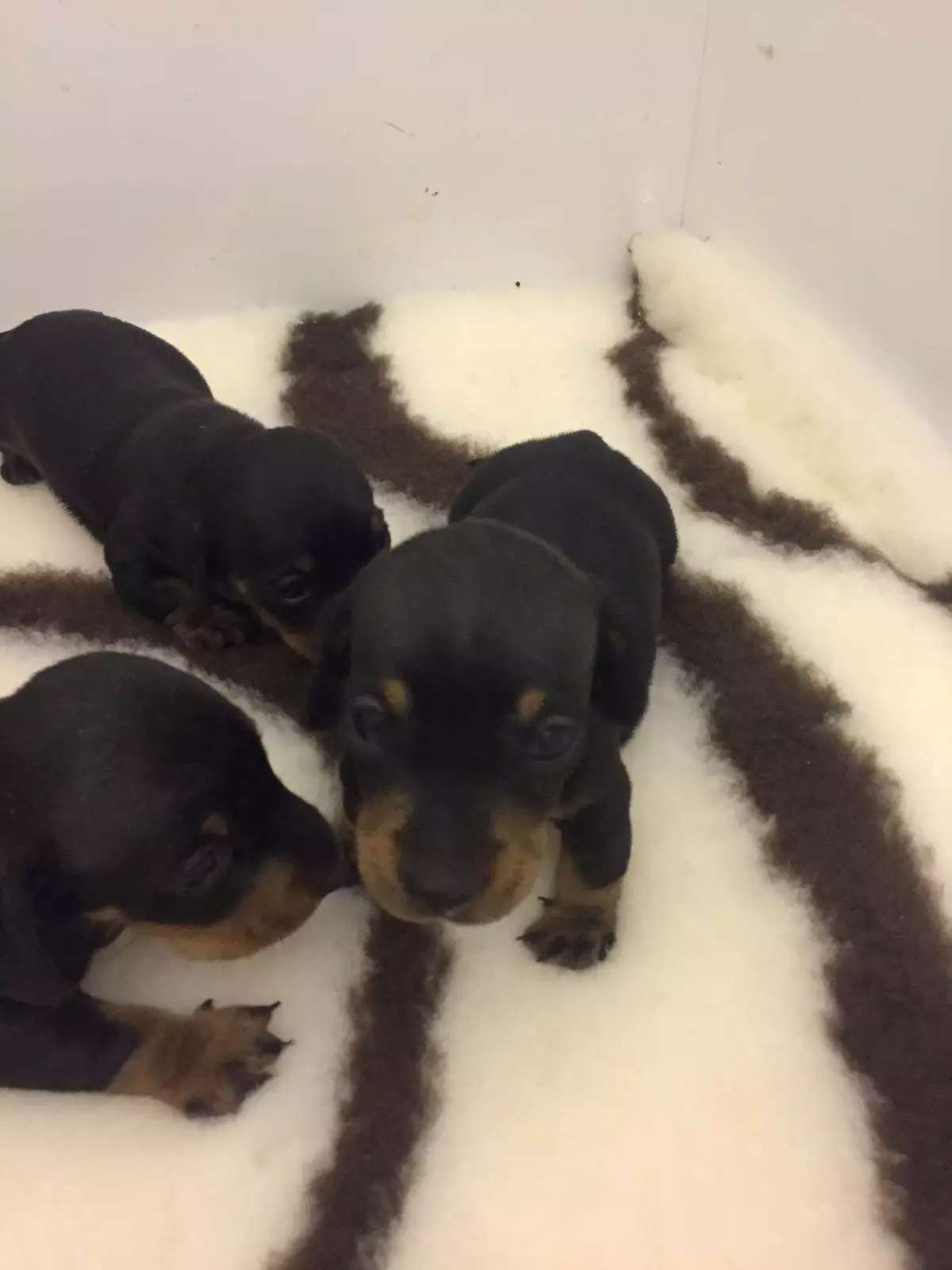 A dog owner has been left devastated after his dachshund and her entire litter of puppies were taken (