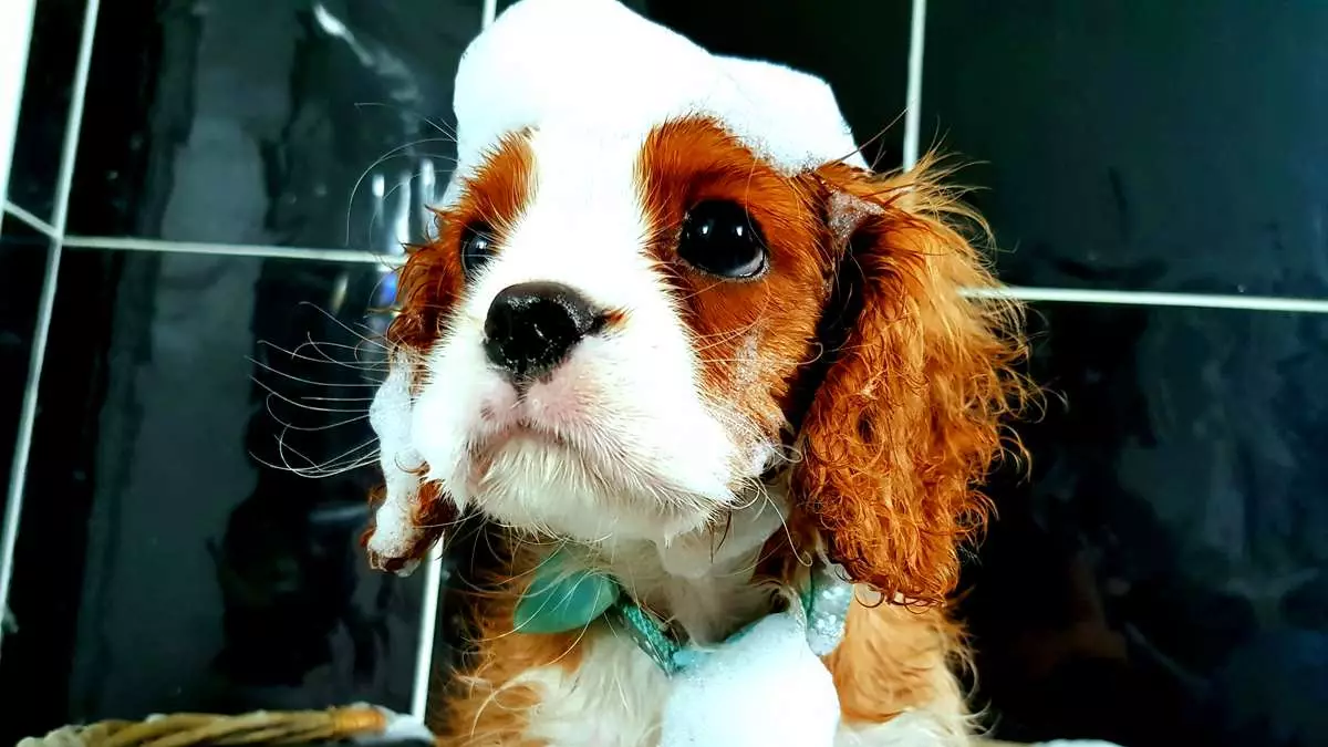 Your Dog Can Now Go On Its Very Own Spa Day They So Badly Deserve