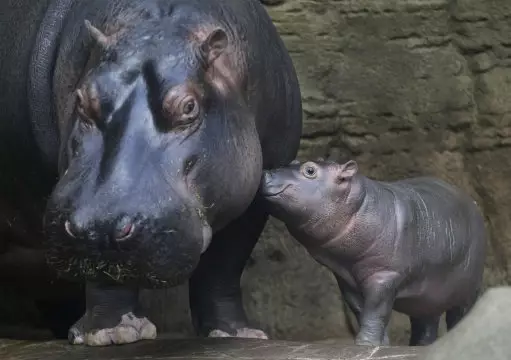 African Game Park To Cull Hundreds Of Hippos After Two-Year Drought