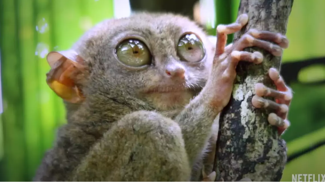 Fans Are Saying Netflix's New Nature Doc Is The Best They've Ever Watched