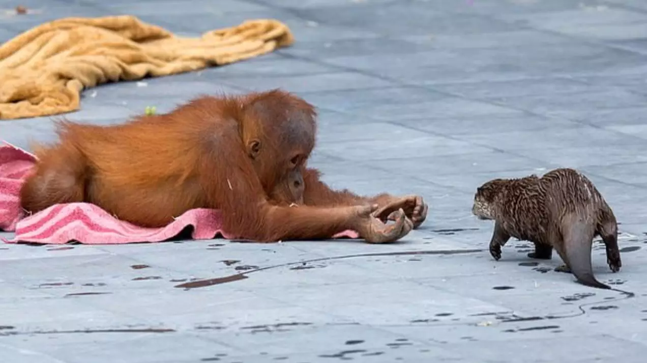 Orangutans Strike Up Friendship With Family Of Otters Who Swim Through Ape Enclosure