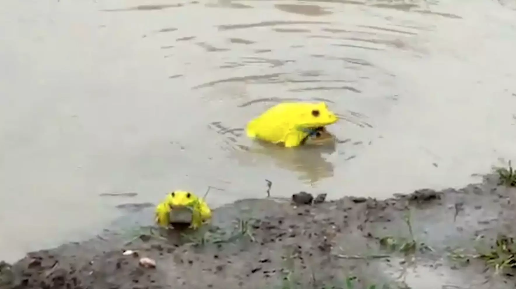 The bright yellow frogs were spotted hopping out of some water in India.