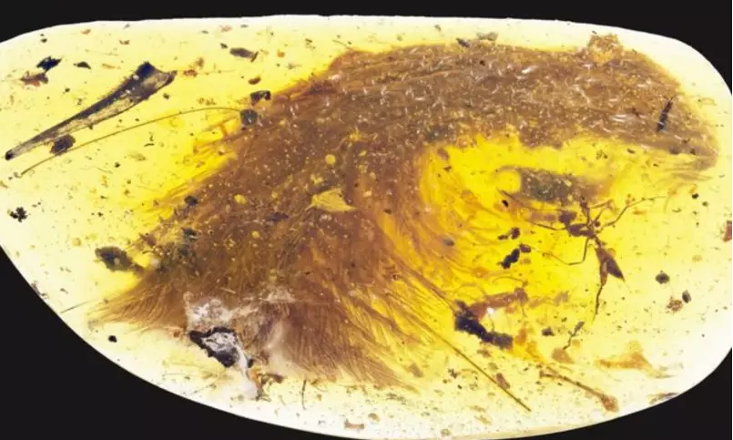 This Perfectly Preserved Dinosaur Tail From Myanmar Is Seriously Cool