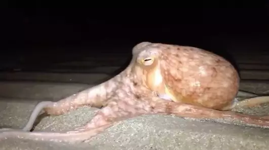 Octopuses Are Crawling Out Of Sea And Onto A The Beach In Wales