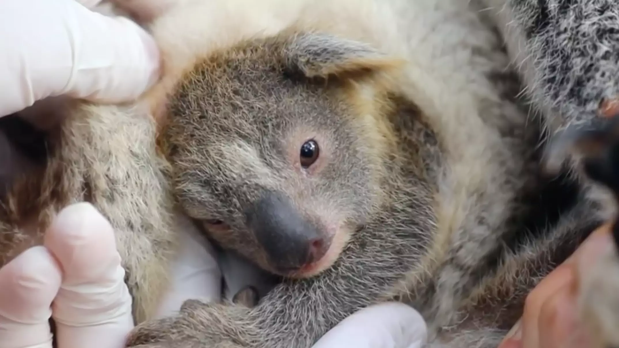 Aussie Park Thrilled As First Koala Is Born Since Devastating Bushfires