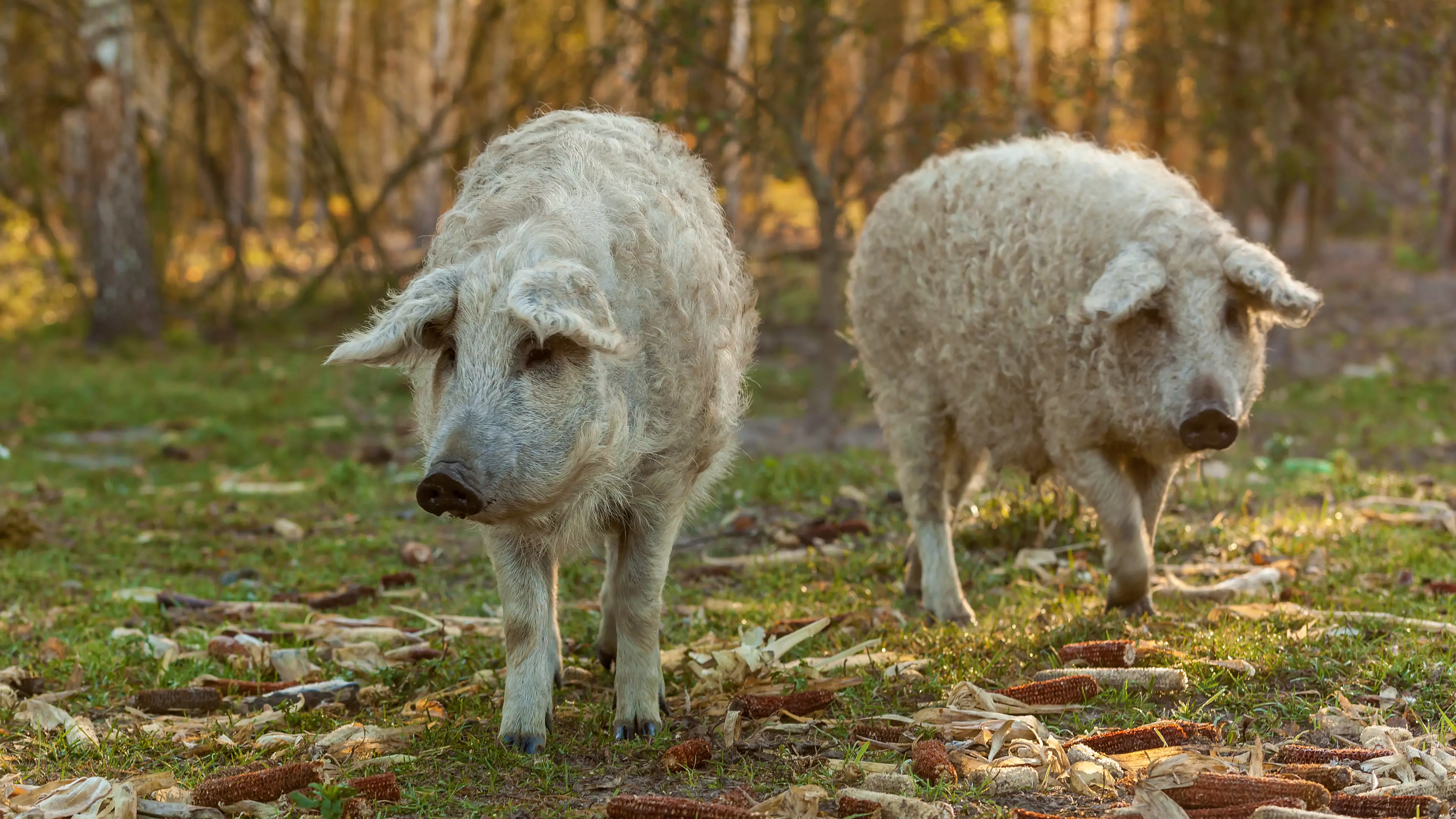 ​Furry Pigs Look Like Sheep And Act Like Dogs