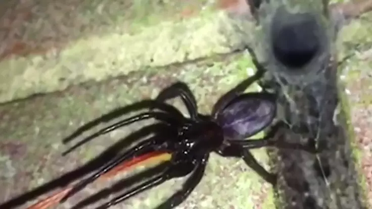 Man Finds Joy In Seeing Hundreds Of Terrifying Spiders Around His Home 