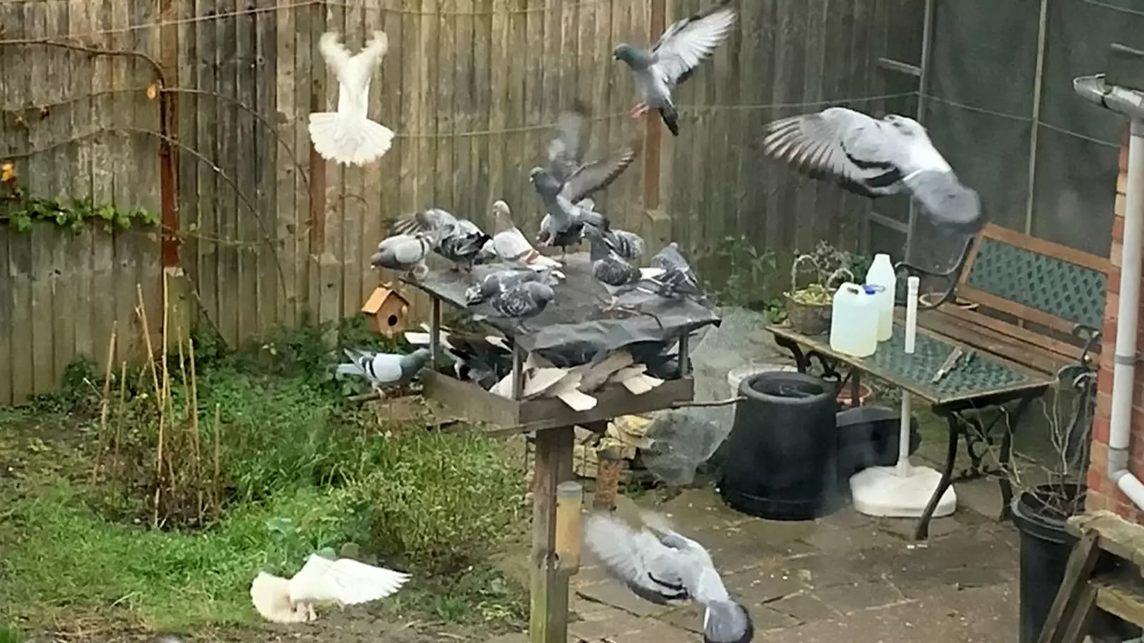 Pigeons 'S*** On Every Last Inch' Of Grandma's House After Neighbour Gets Bird Feeder