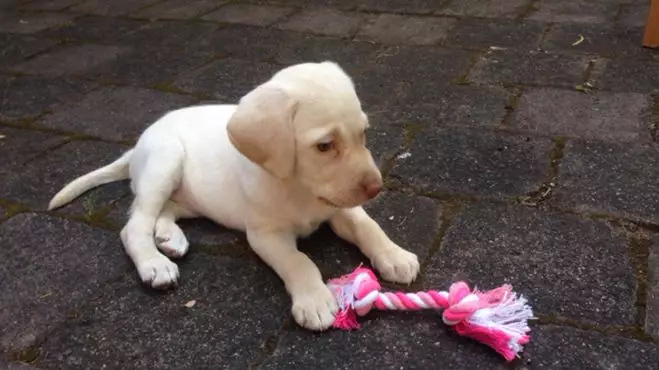 Thieves Steal Little Girl's Puppy And Then Return Her Three Days Later
