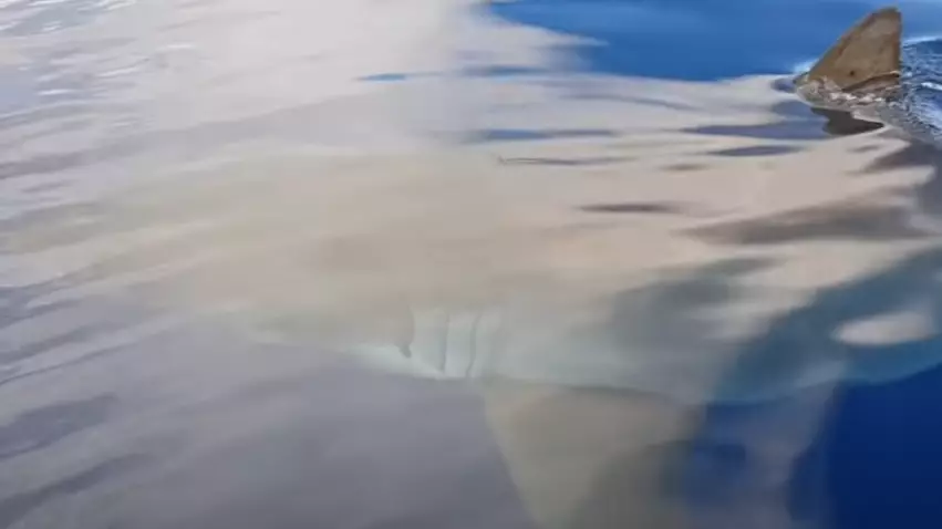 ​Terrifying Footage Shows Six-Metre ‘Monster Shark’ Scoping Out Men In Fishing Boat