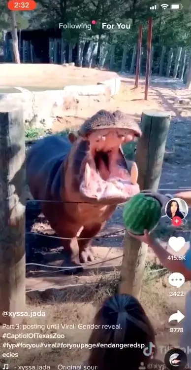 One couple decided to reveal the gender of their baby by feeding a watermelon to a hippo.