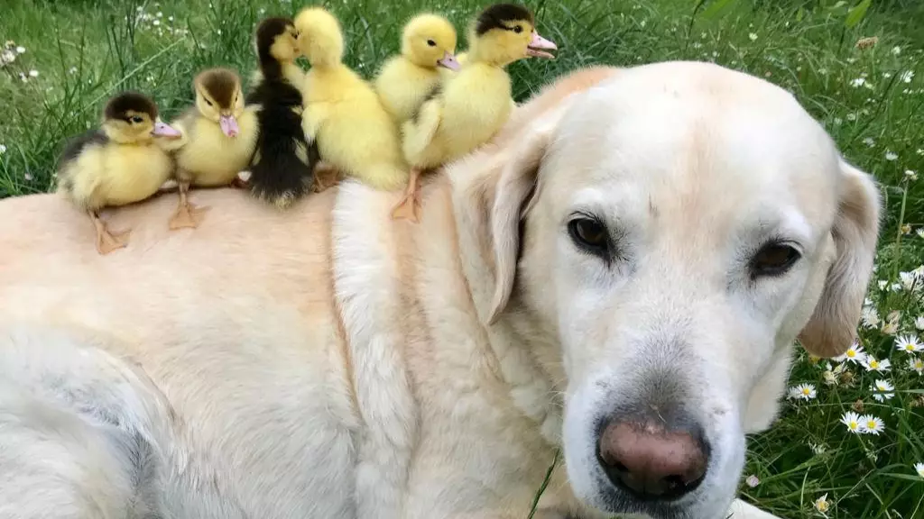 Dog Becomes Foster Dad To Six Orphaned Ducklings