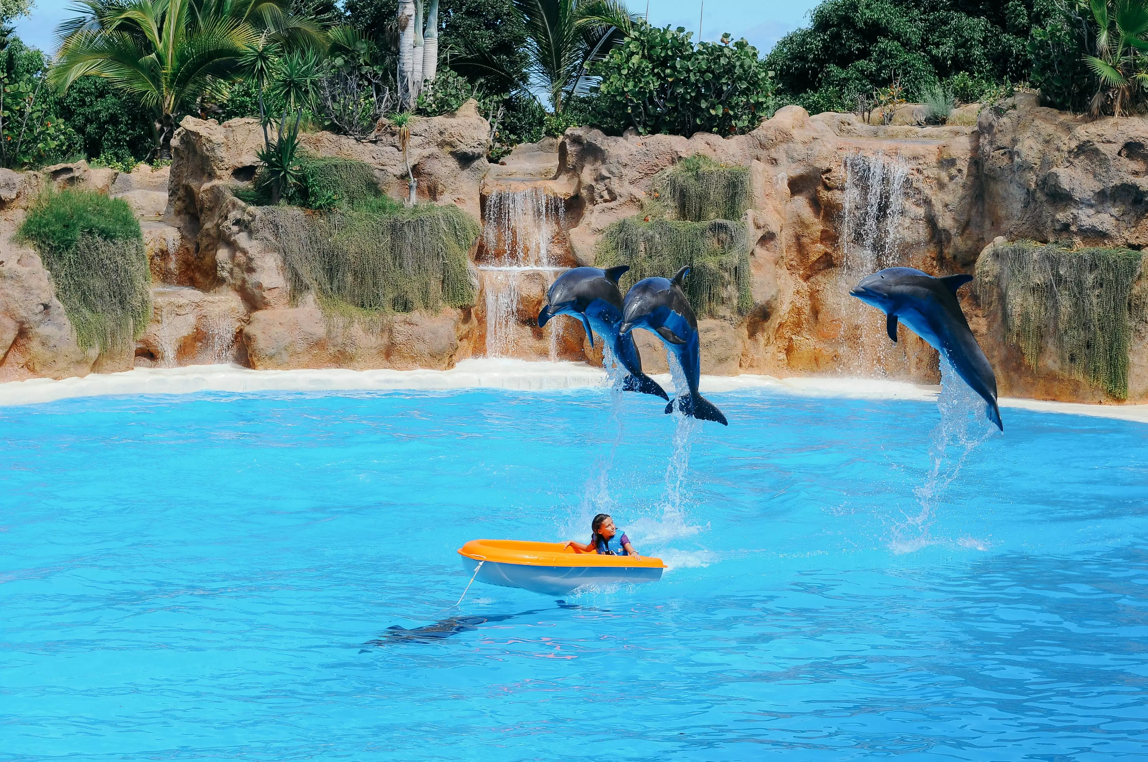 The new laws will ban dolphin shows (