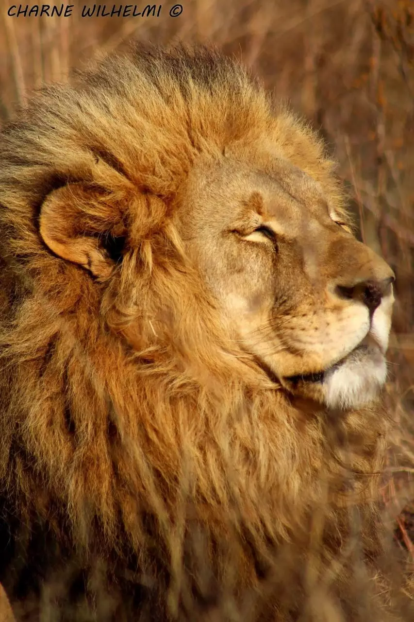 Alpha male lion Jarvis.