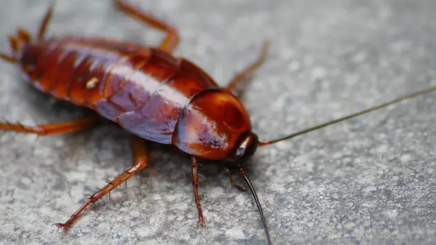 This Zoo Is Letting You Name A Cockroach After Your Ex For Valentine's Day