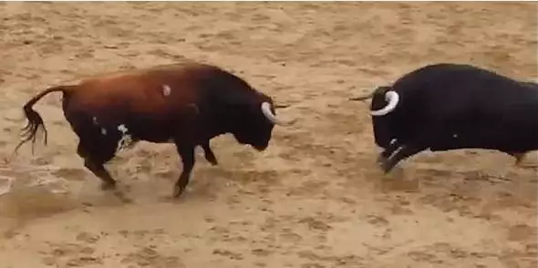 DISTRESSING FOOTAGE: Two Bulls Die After Colliding Head-On Before Bullfight