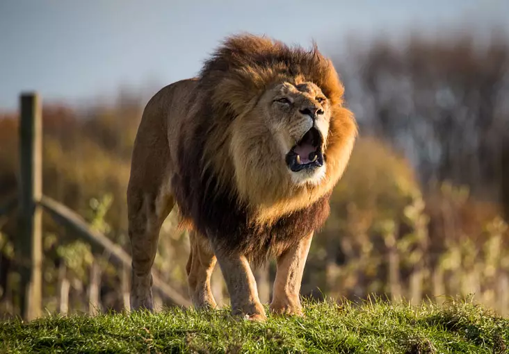 You'll camp close enough to hear the pride of lions roaring in the morning (