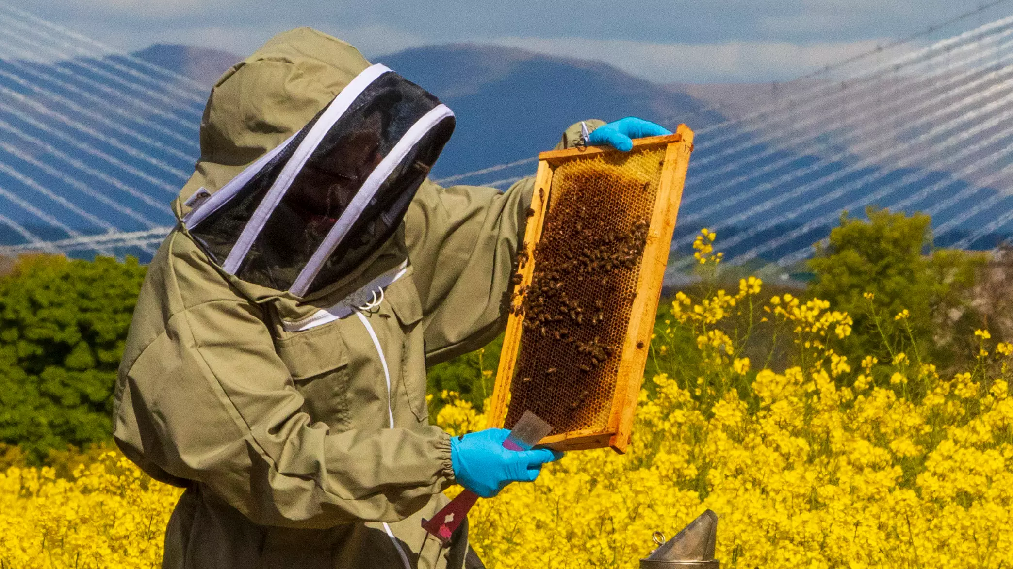 Bees Are Thriving In Lockdown With Less Pollution