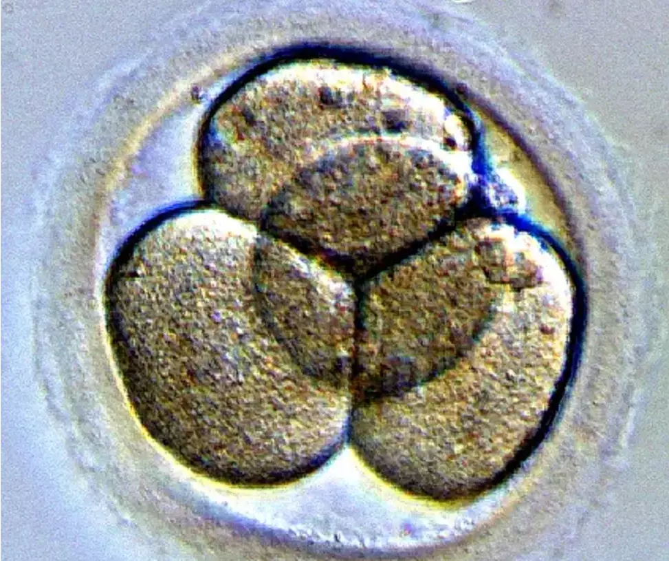 An embryo.