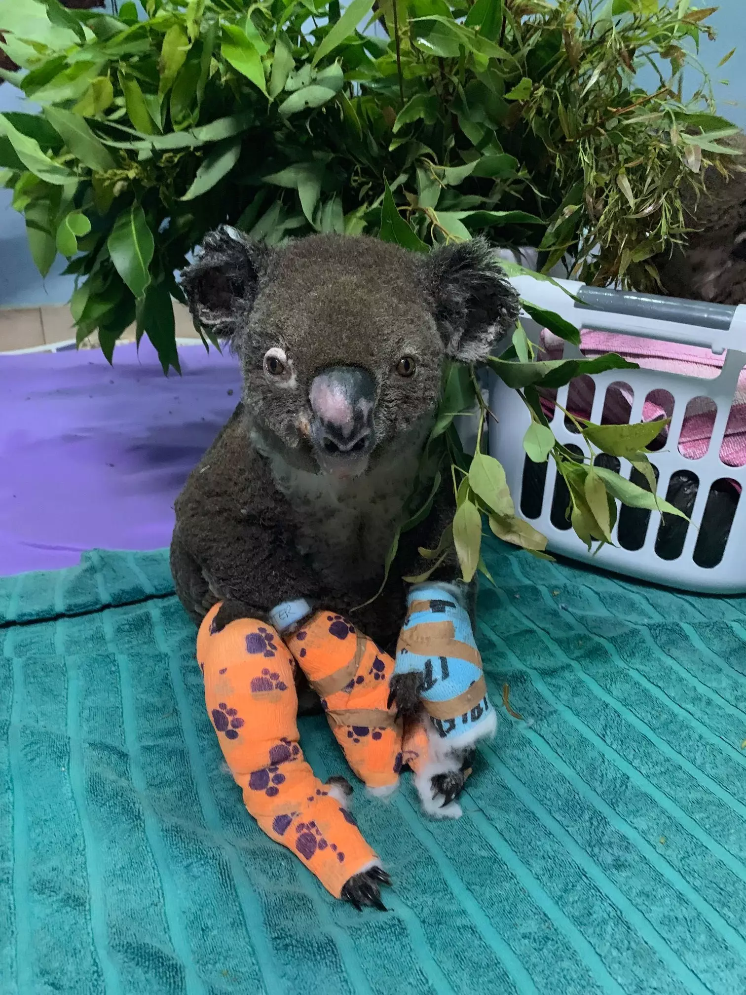 A picture of Peter the koala who has been badly burnt in the bushfire and now is being treated at a koala hospital.