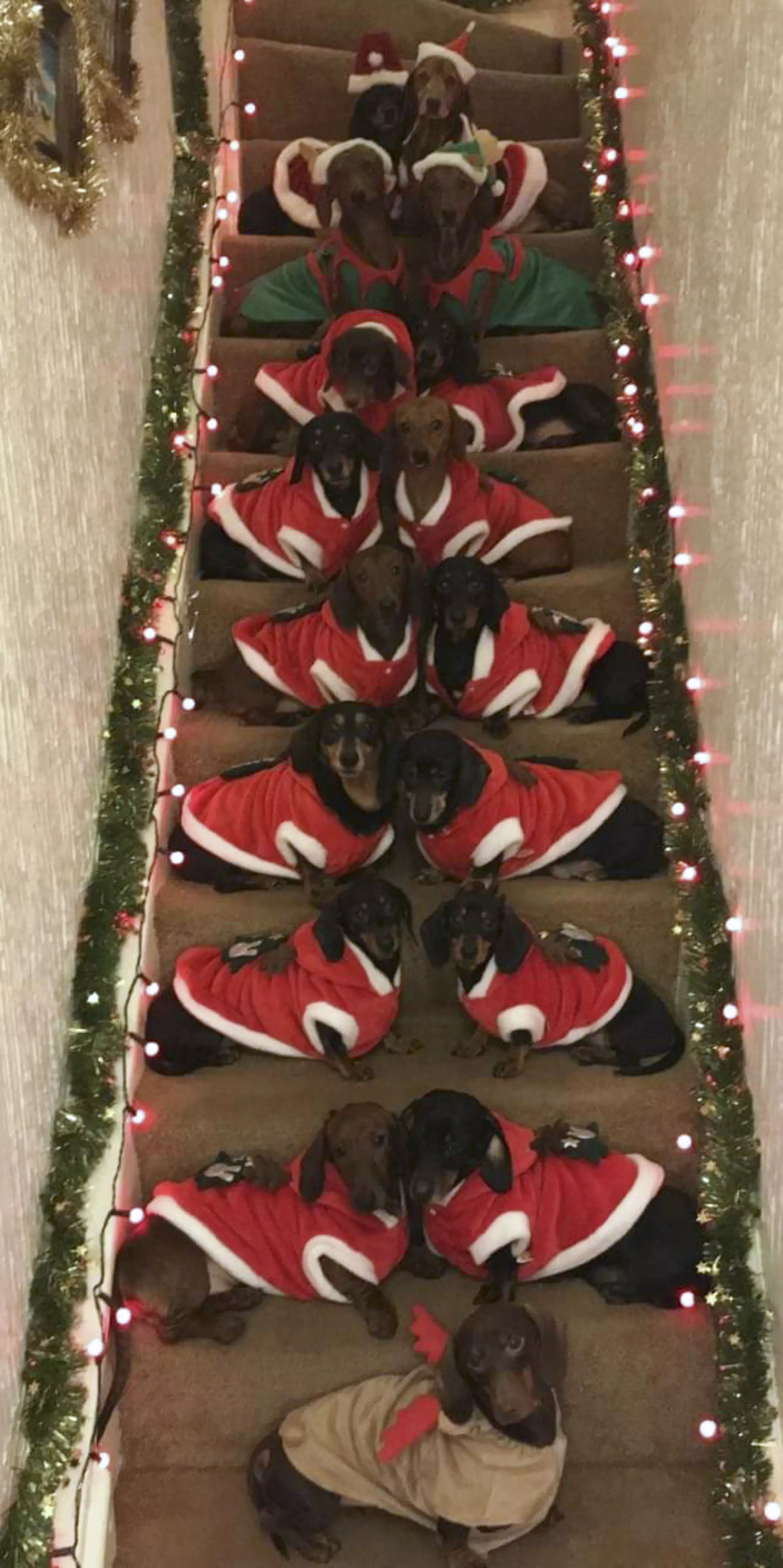 A pack of 17 sausage dogs have celebrated Christmas in style with their very own family photo (