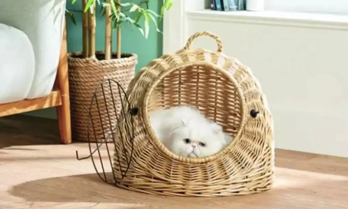 If you fancy spoiling your pet, you can now buy a cat egg chair from Aldi (
