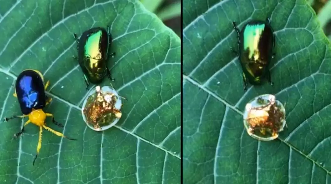 Mesmerising Golden Tortoise Beetle Looks Like The Golden Snitch
