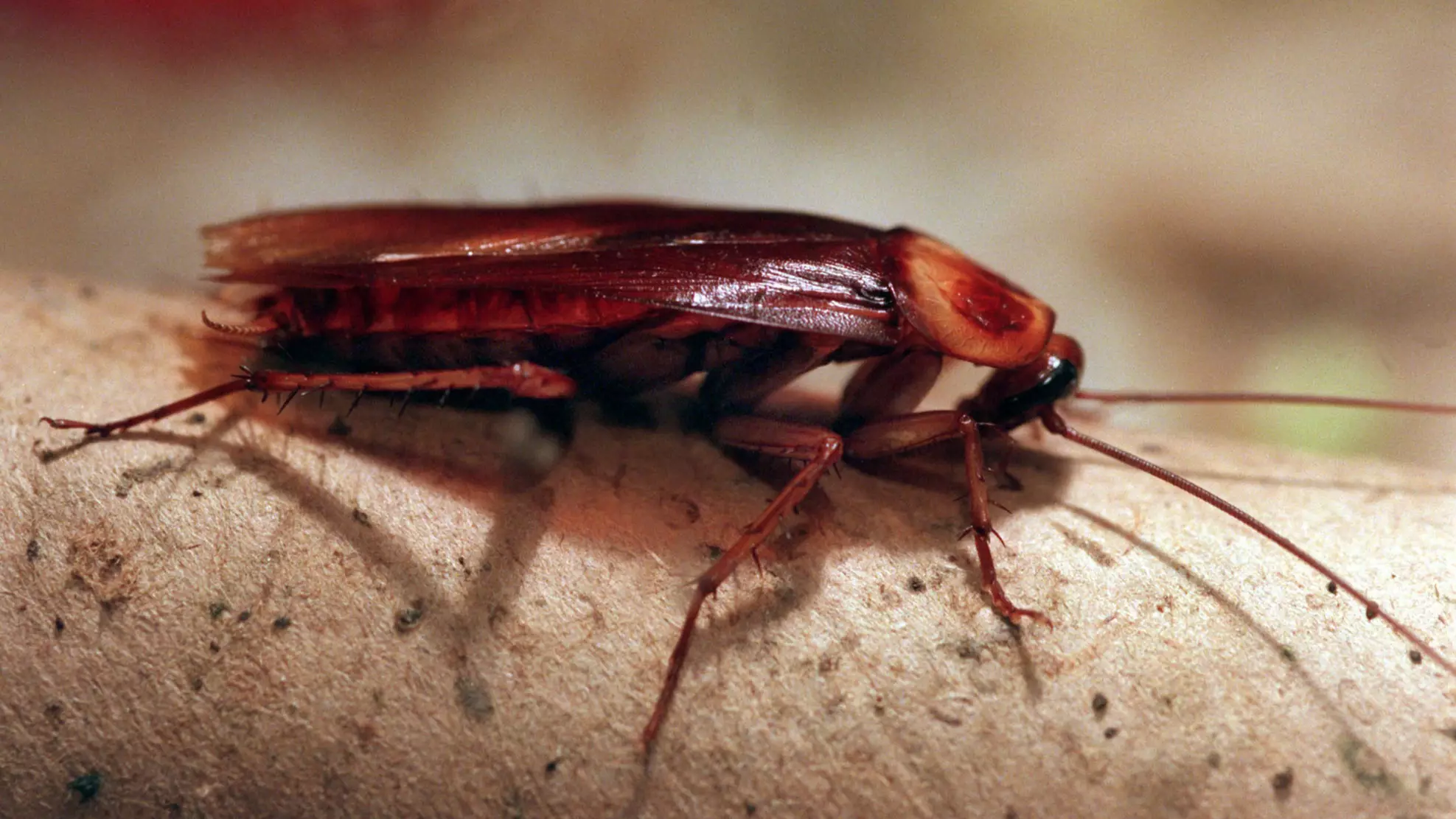 Cockroaches Have Become Even Harder To Kill, Study Finds