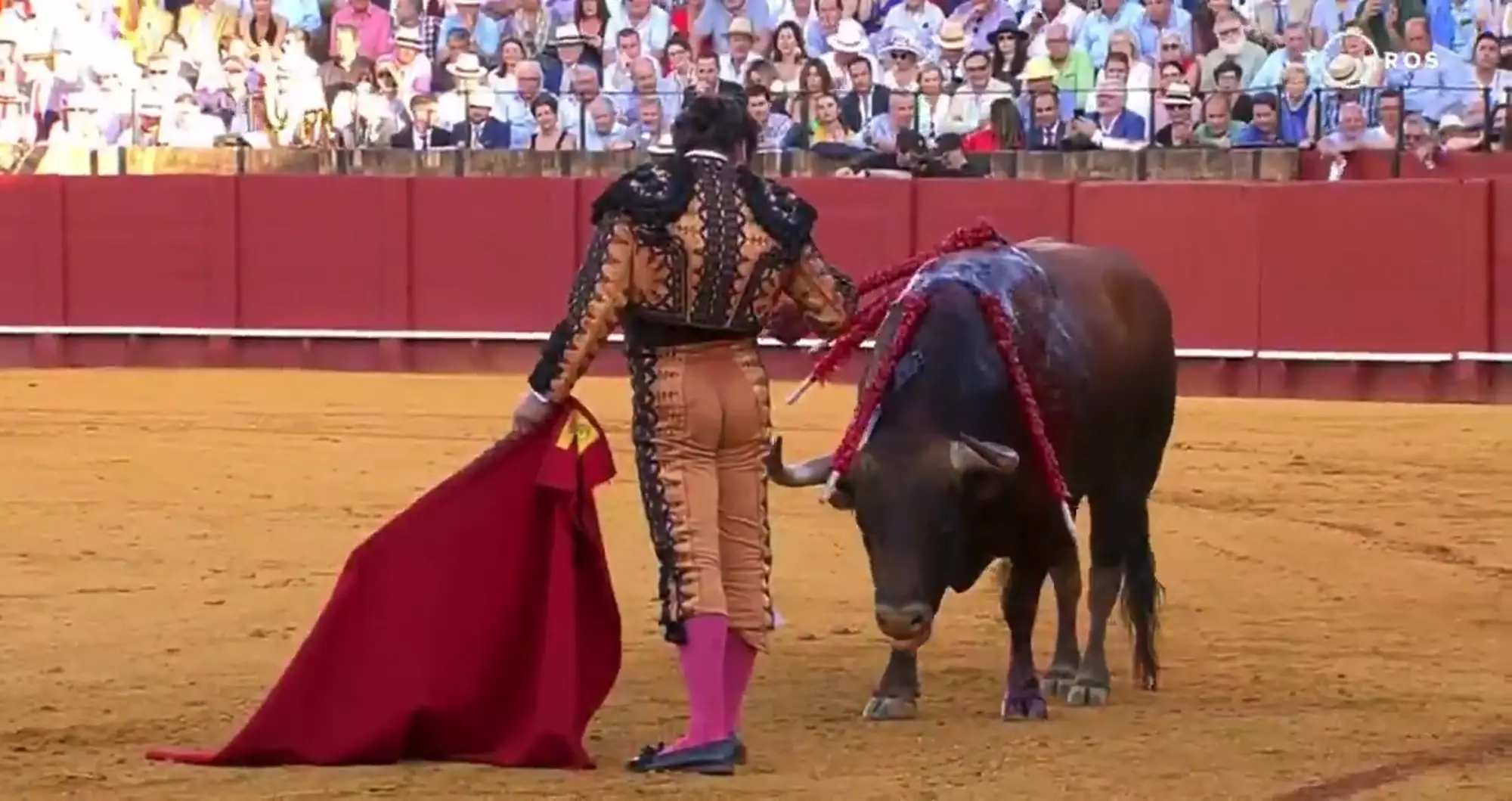 The matador has come in from criticism from animal-lovers.