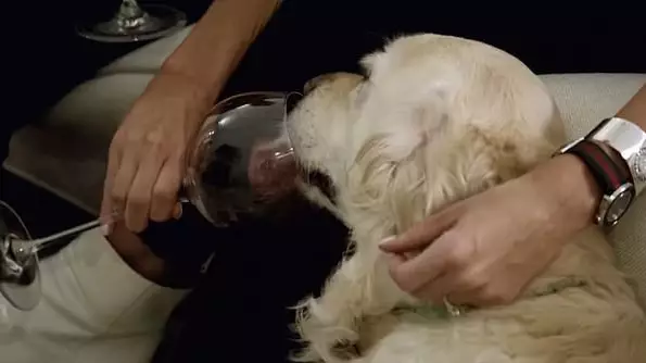 Contestant On Netflix's Love Is Blind Feeds Wine To Dog Leaving Viewers Baffled