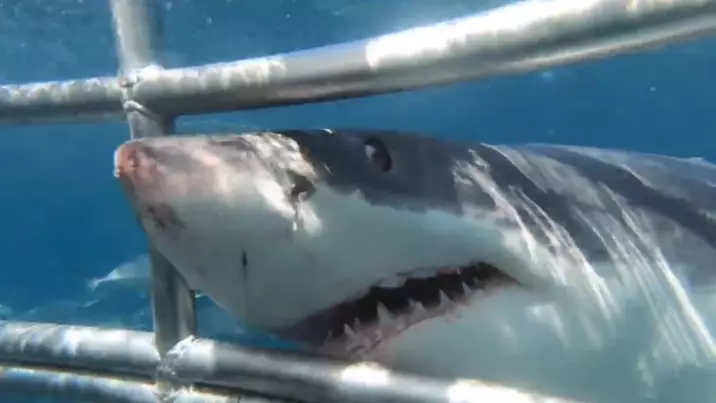 Footage Shows Shark 'Biting' At Diving Cage In South Australia