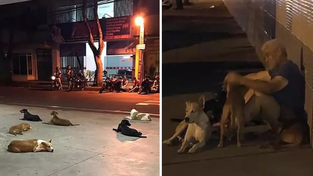 Dogs Chase Ambulance Carrying Owner And Wait Outside Hospital For 24 Hours