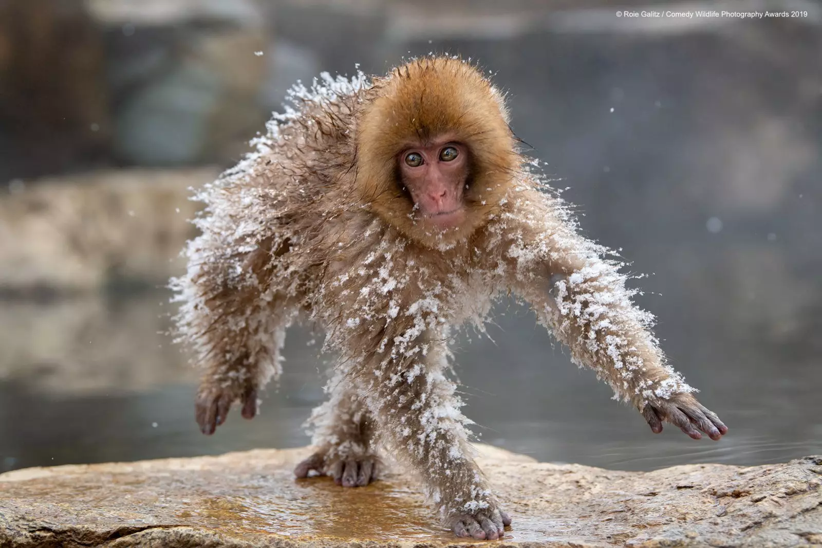 Japanese Macaque.