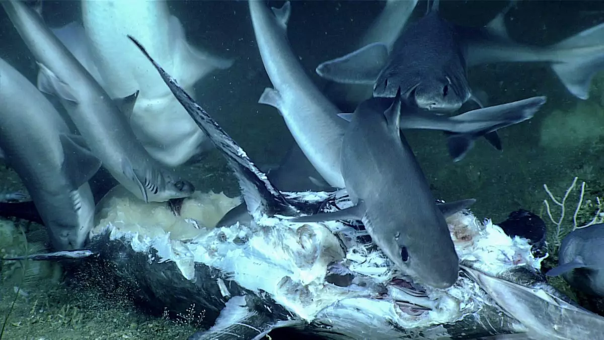The sharks in a feeding frenzy.