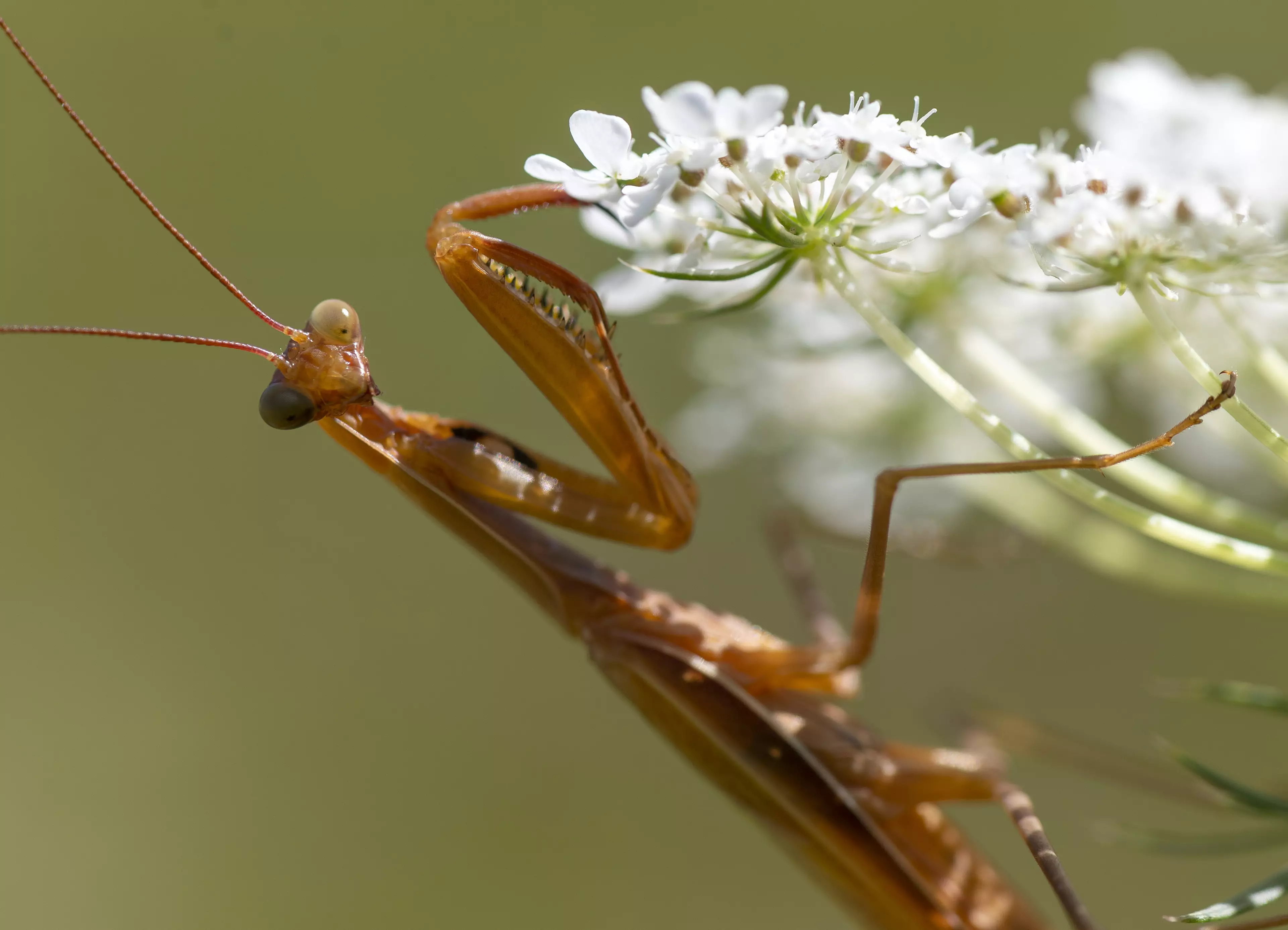 Fancy hundreds of praying mantis hatching in your home? (