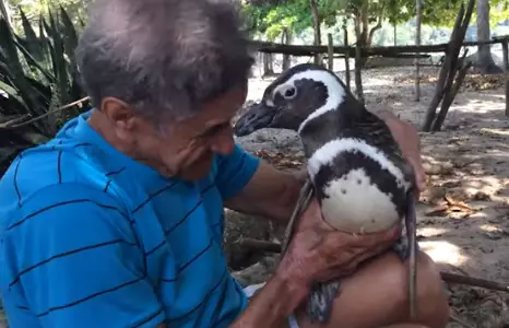 Penguin Swims 5,000 Miles Every Year To Visit Man Who Saved Its Life