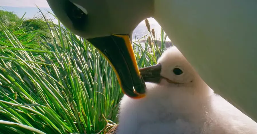 The albatross eventually made it back and was accepted by its parents again (