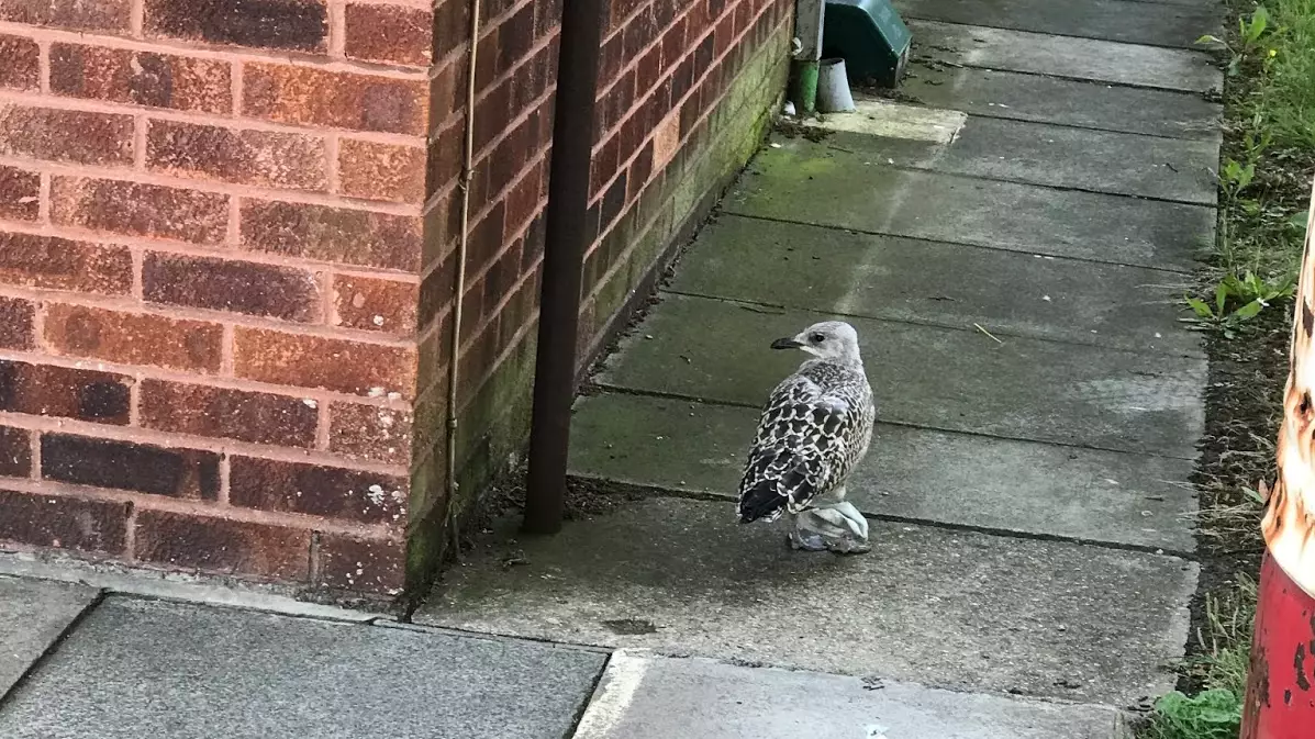 RSPCA Rescue Gull With Disposable Face Mask Tangled Around Its Legs